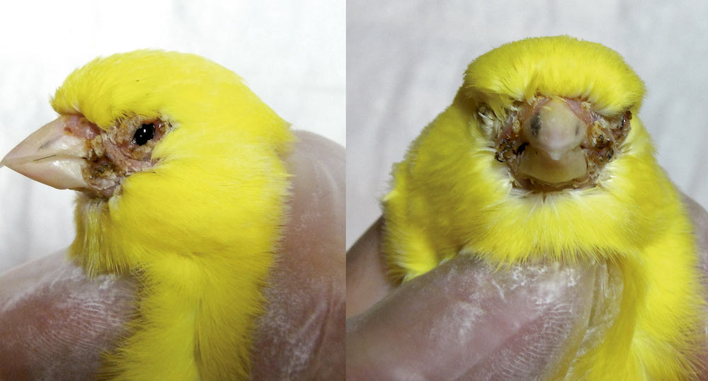 מחלות של כנריות