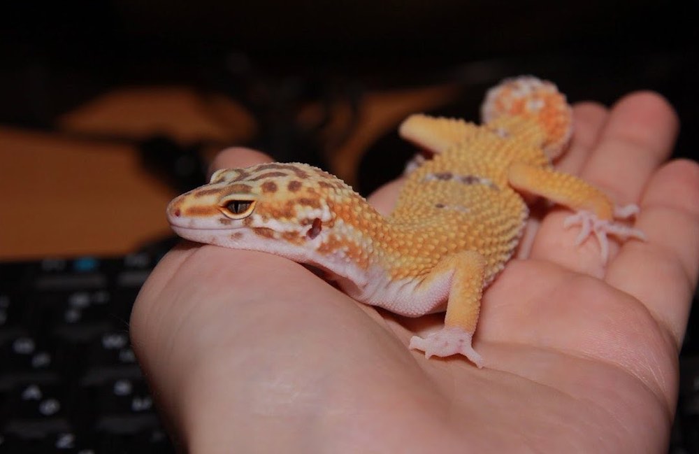 כמה זמן חיות שממיות נמר בבית?