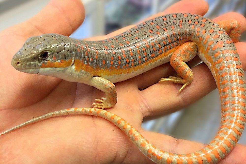 טיפים וטריקים לטיפול בלטאה