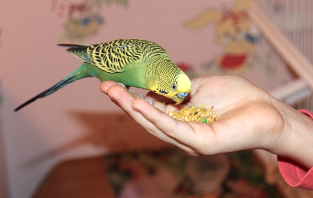 מה להאכיל קנרית בבית