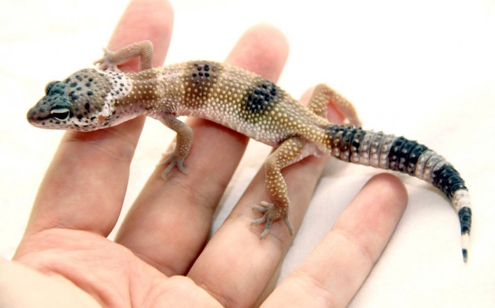 הניואנסים החשובים העיקריים של שמירת אובלפרים