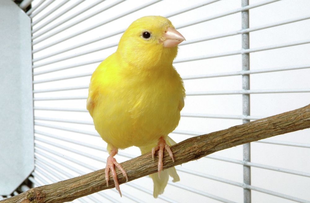 טיפים וטריקים לבחירה וגידול כנרית