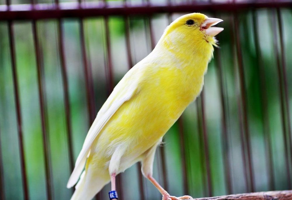 קנרית שרה בכלוב