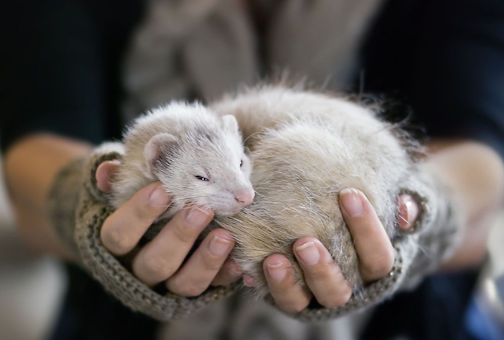 סמור - שמירה על בעל החיים בבית