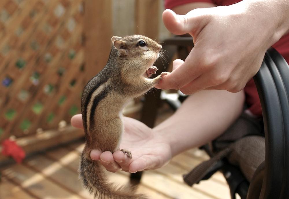 שמירה על סנאי בבית