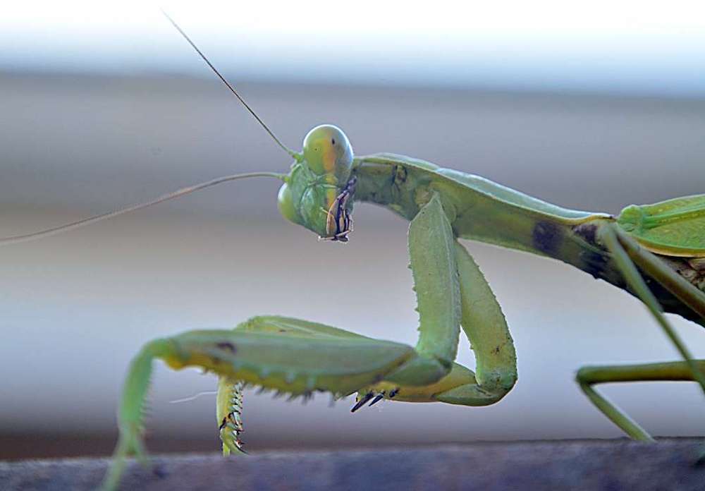 שמירה על גמל שלמה בבית
