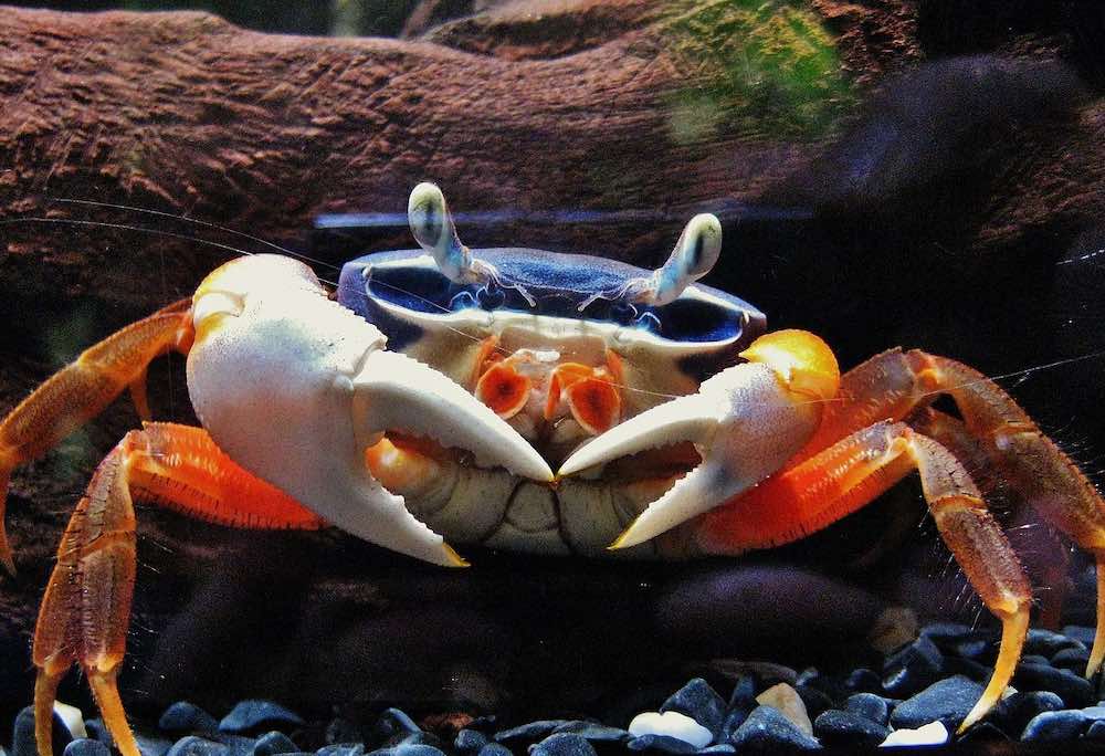 שמירה על סרטנים בבית