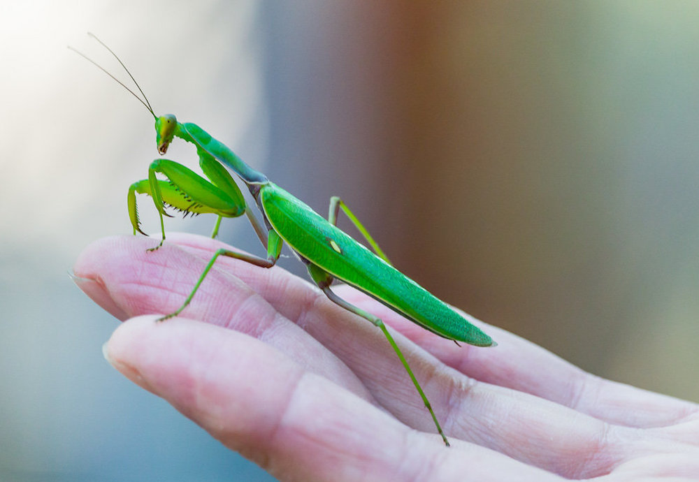 גמל שלמה ביתי