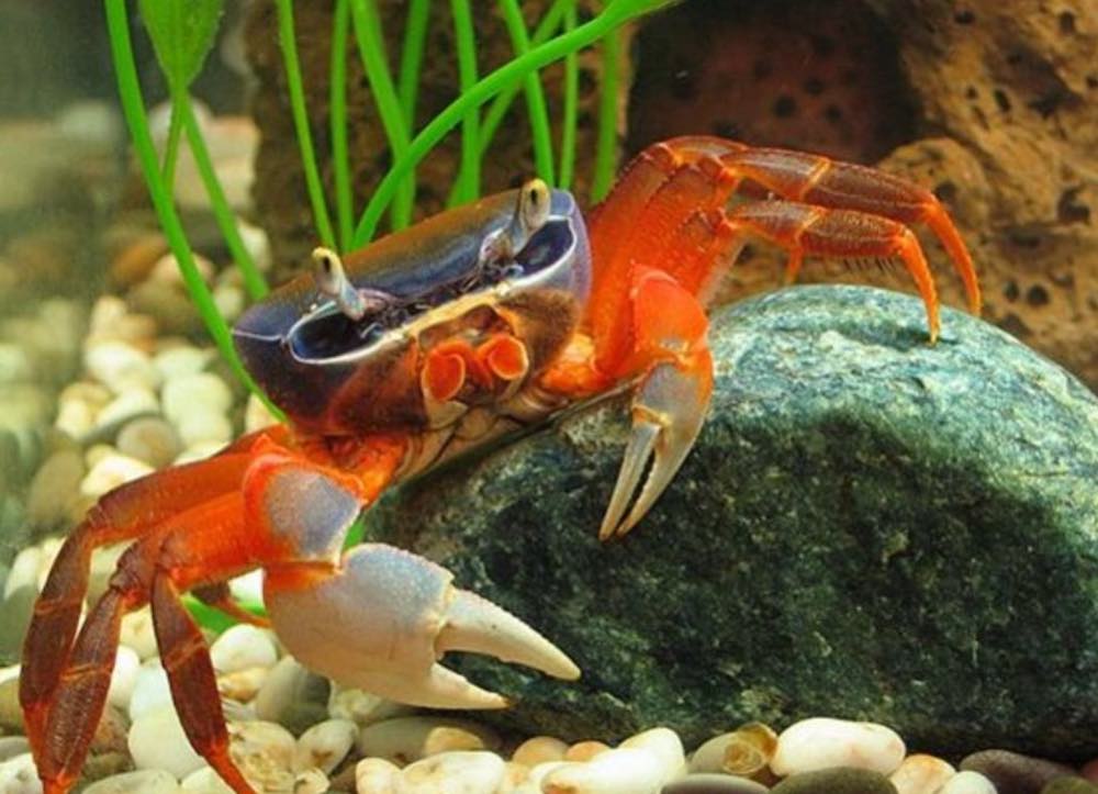 תכונות של שמירה על סרטן בבית