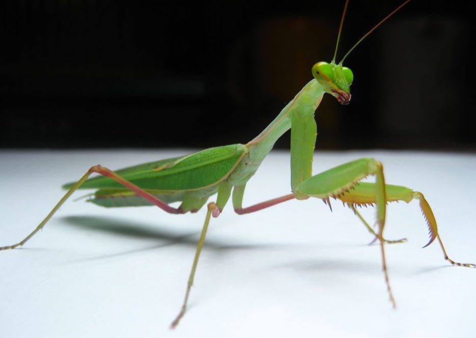 גמל שלמה בבית: תכונות של שמירה