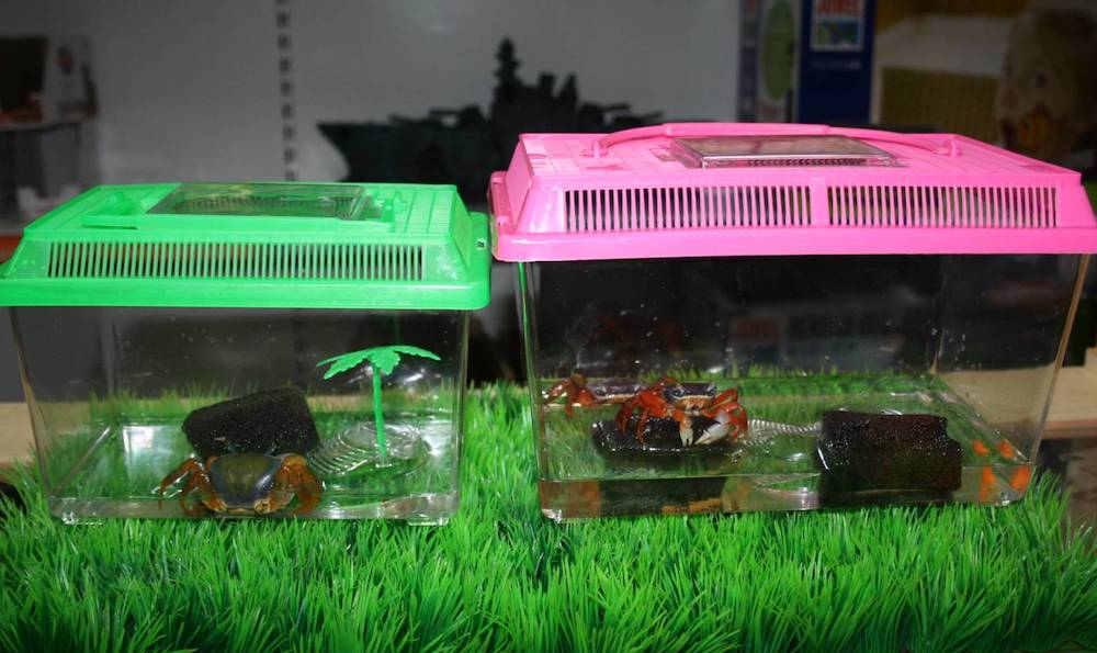 אקווריום לגידול סרטנים