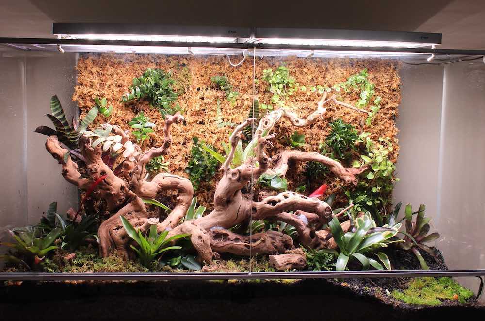 בית גידול נוח לגמל שלמה