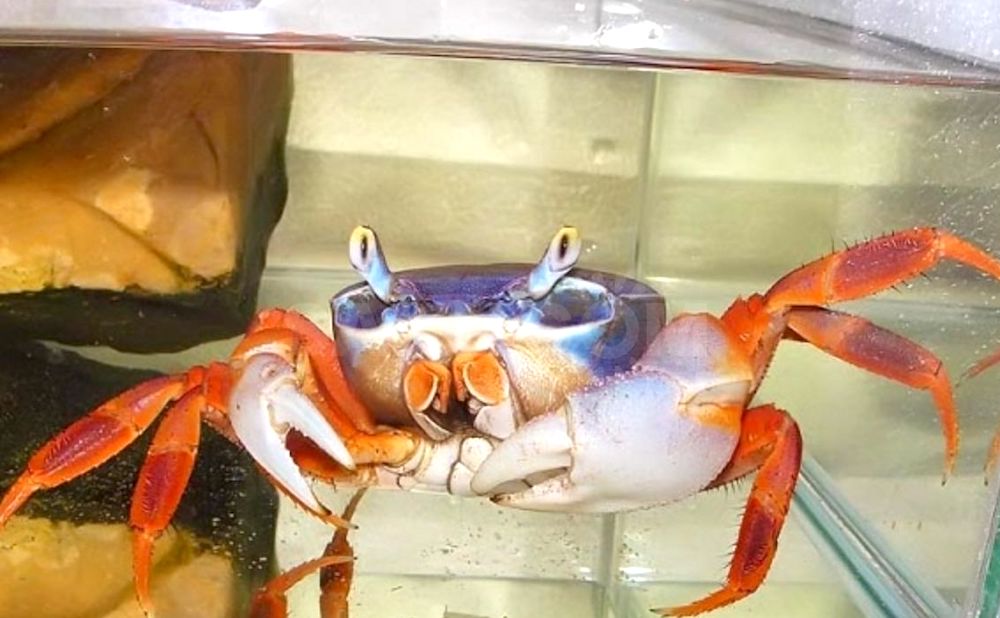 פרמטרים של מים לסרטני אקווריום