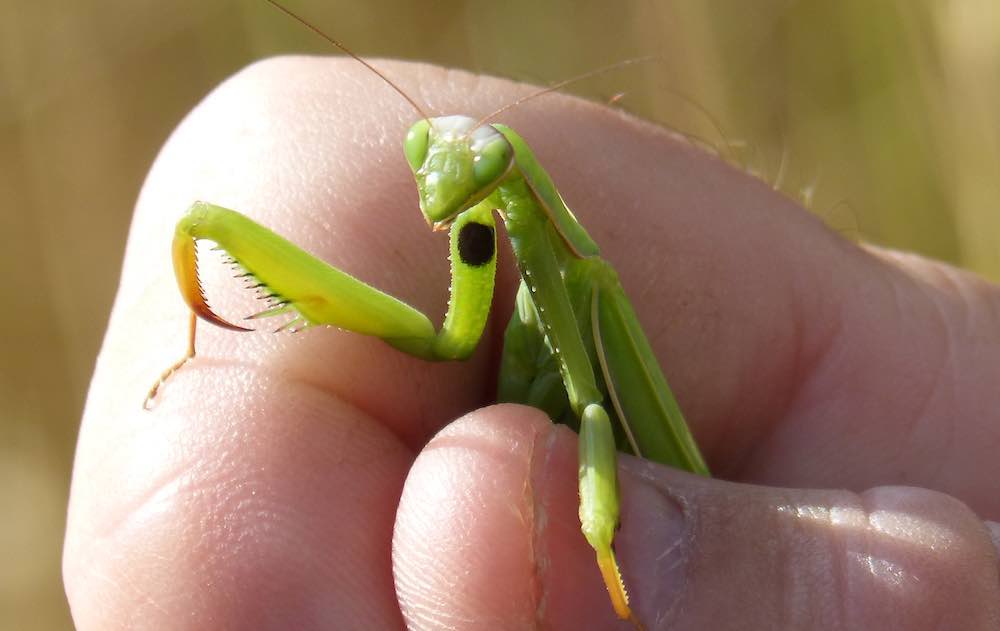 כמה ניואנסים בנוגע לתחזוקה וטיפול בגמל שלמה