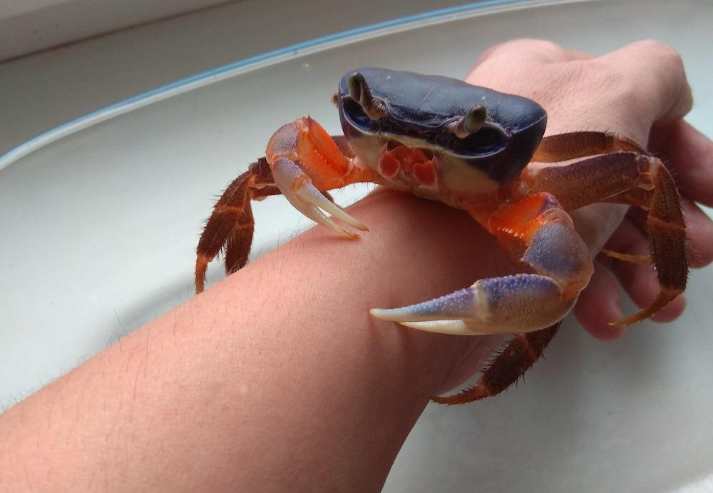 הניואנסים העיקריים של שמירת סרטנים בבית