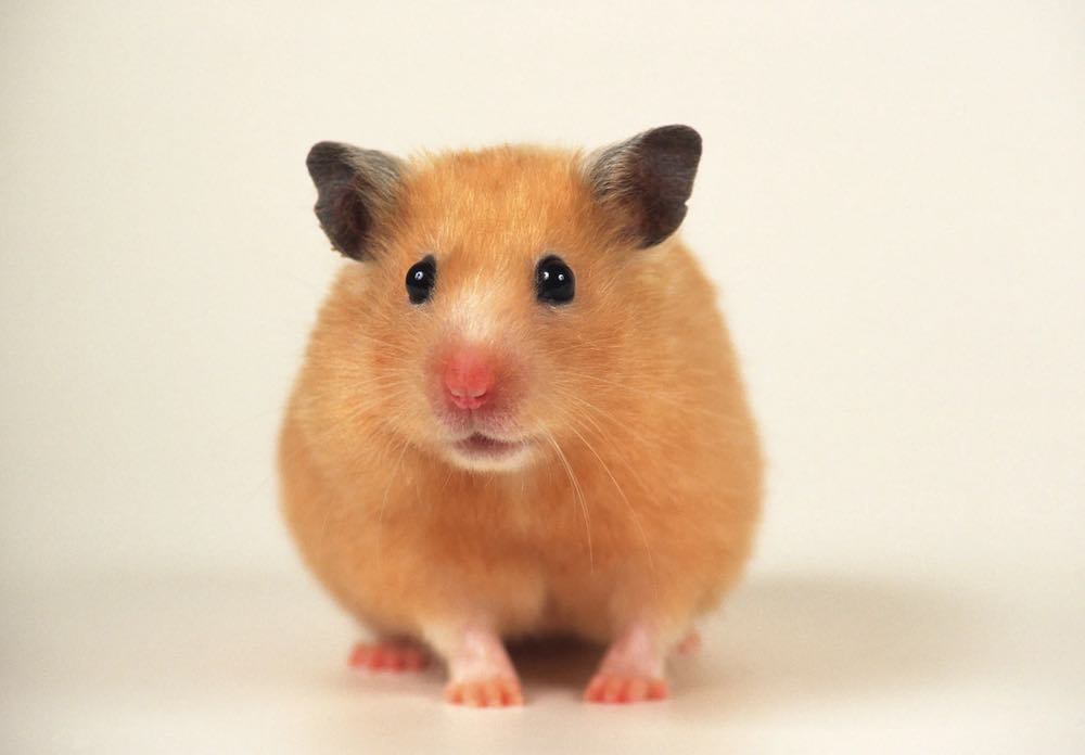 אוגר סורי: טיפול ותחזוקה