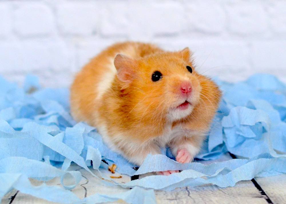 אוגר סורי: תכונות טיפול