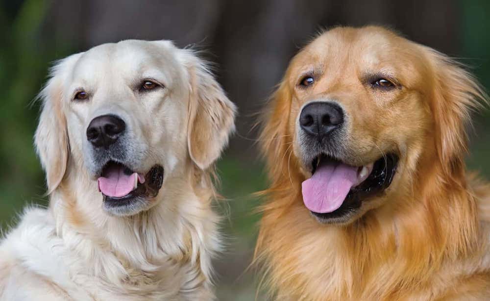 כלב שני - יתרונות וחסרונות