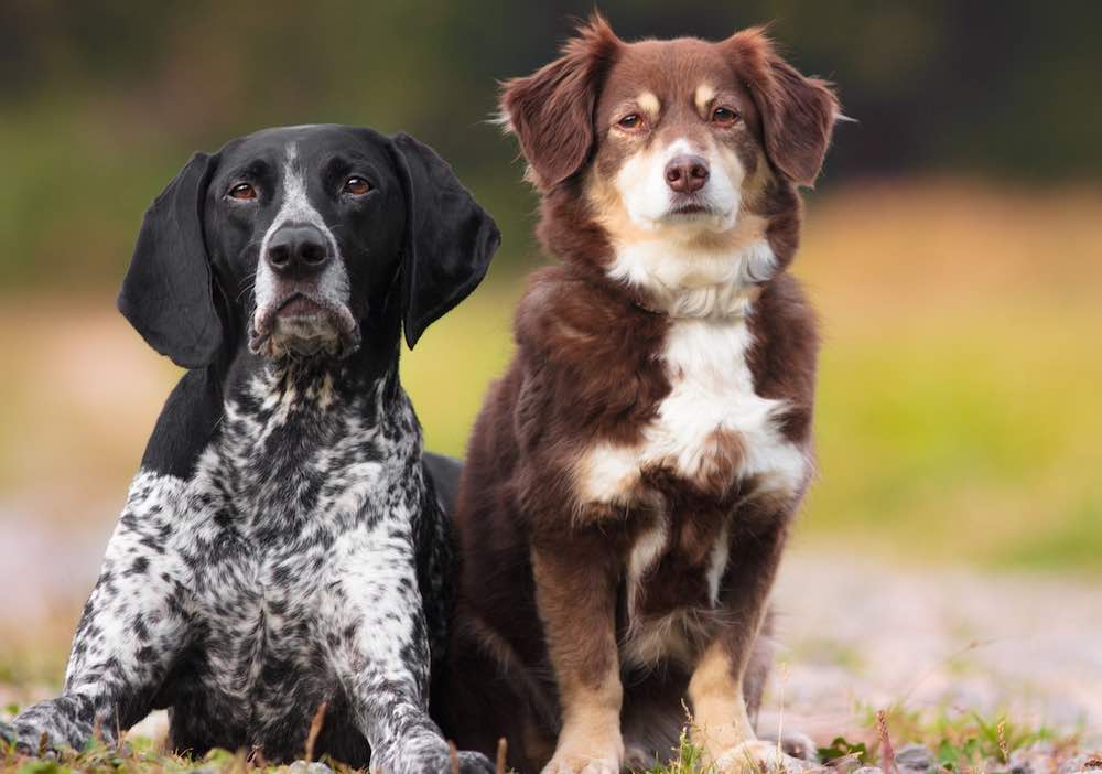 איזה גזע ומין הכי טוב לשיתוף?