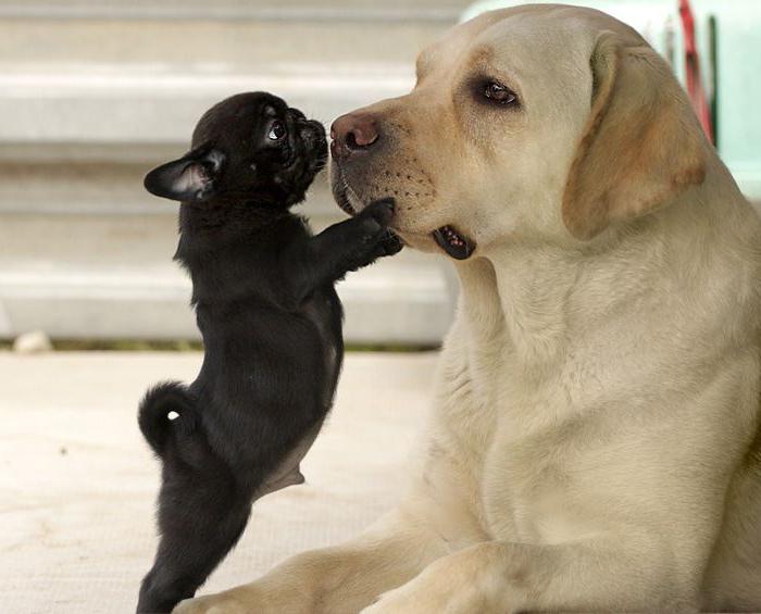איך להכיר גור לכלב בוגר