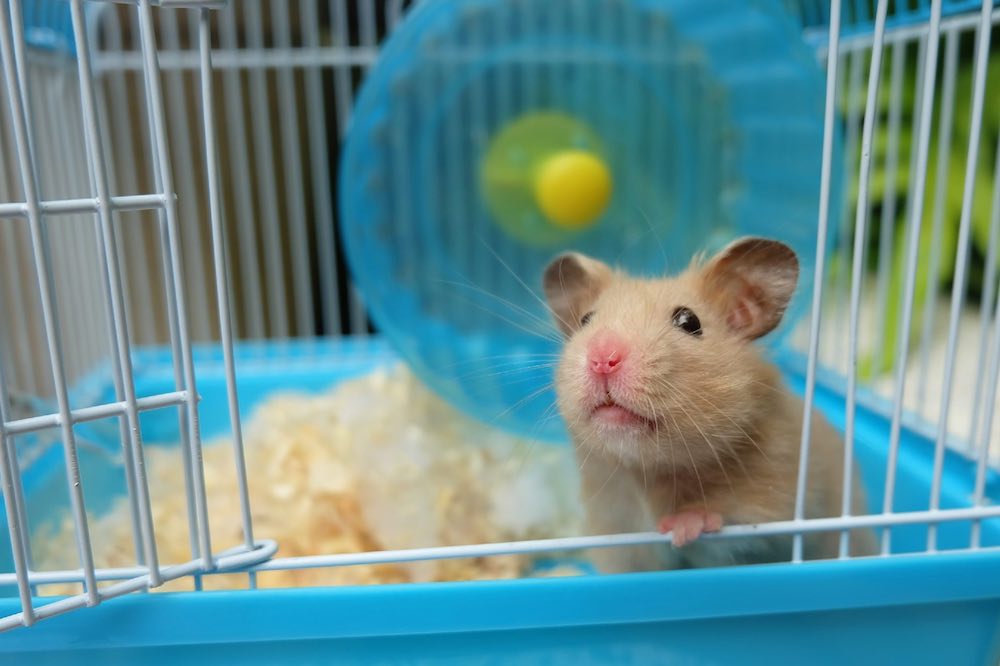 כמה זמן חיים אוגרים סוריים?