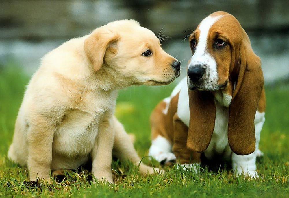 סוציאליזציה נוספת של כלבים