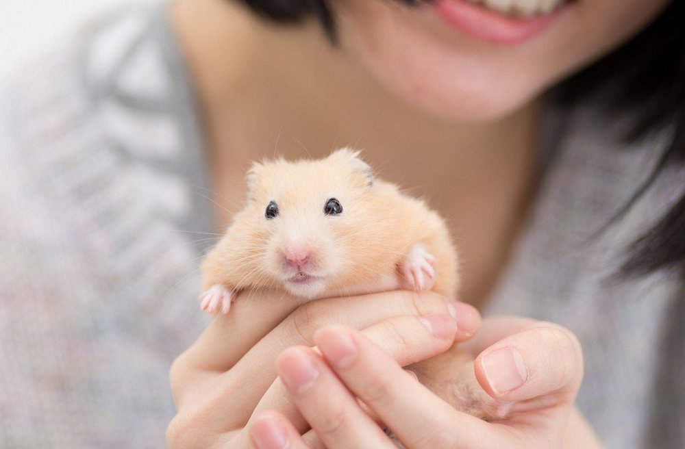 טיפים לגידול אוגר סורי