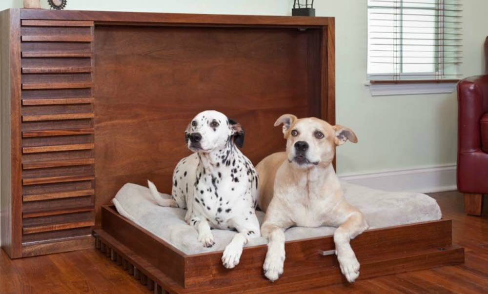 כלב שני בדירה: טיפים וטריקים