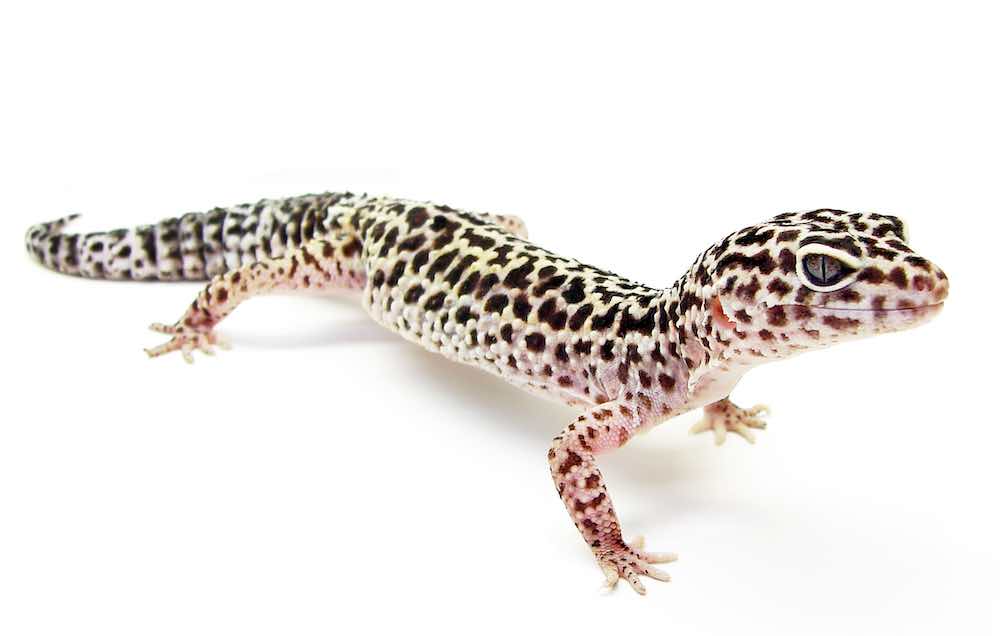 שממית: איך לשמור על זוחל בבית