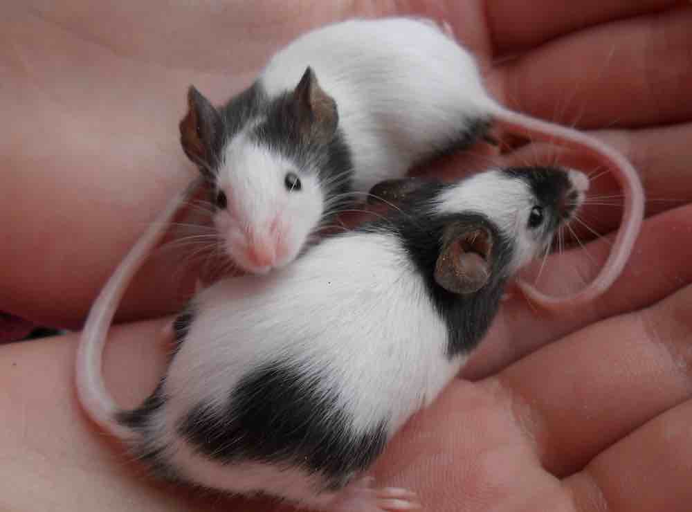 עכברים יפניים: טיפול ותחזוקה