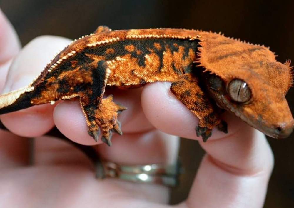 שמירה על אוכל בננות בבית