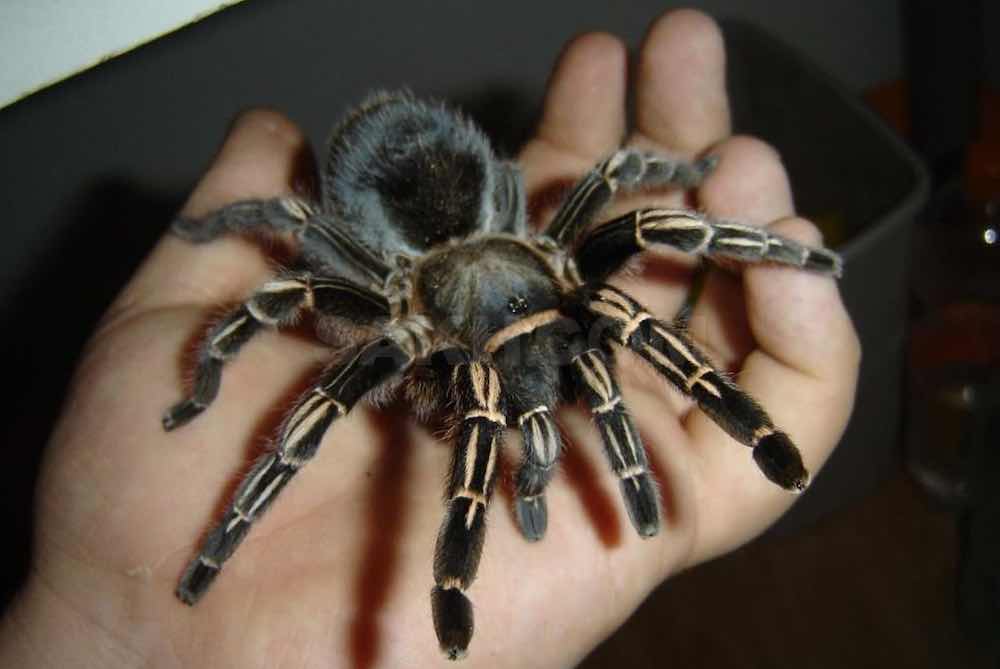 טרנטולות: איך לשמור אותן בבית