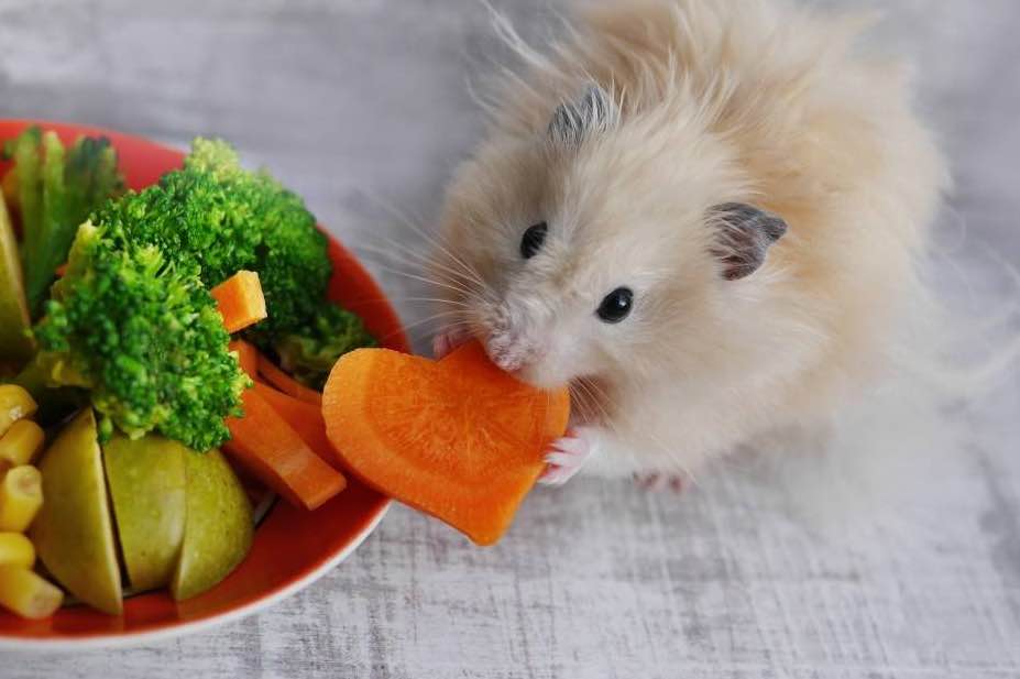 מה אוגרים יכולים לאכול בבית?