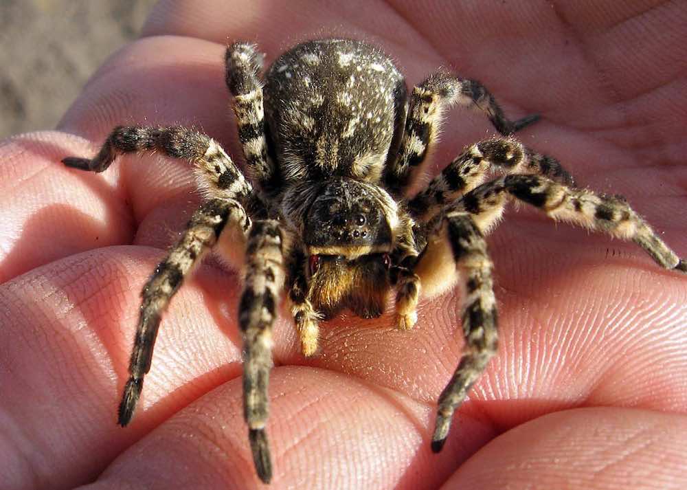 סוגים עיקריים של טרנטולות