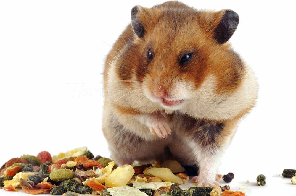 מה אסור ומה לא להאכיל אוגרים