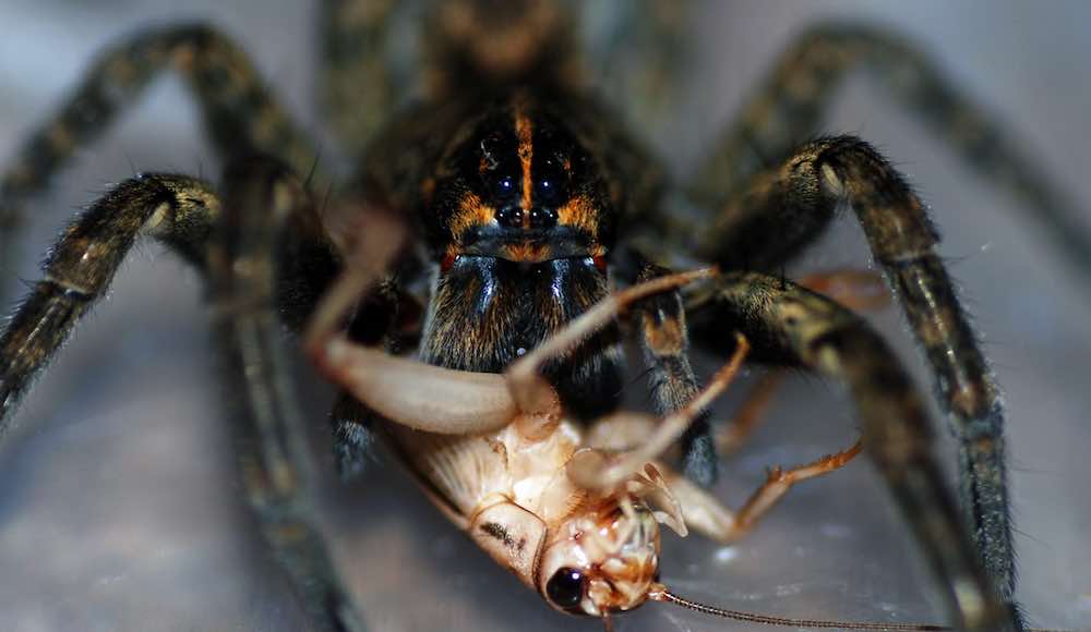מה עכבישים אוכלים בבית?