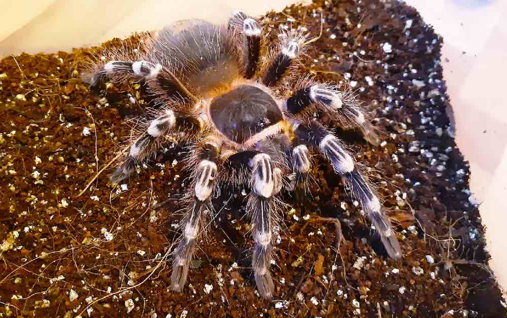 שמירה על תנאים לטרנטולה ביתית