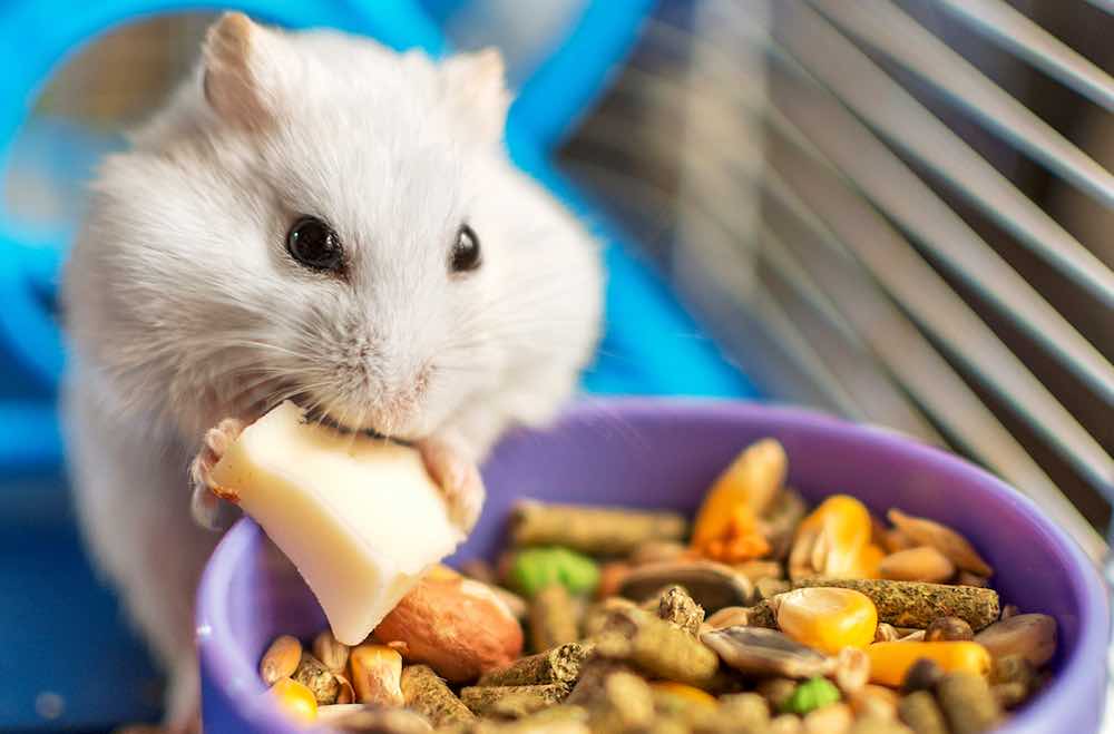 מה אוכלים אוגרים: טיפים וטריקים