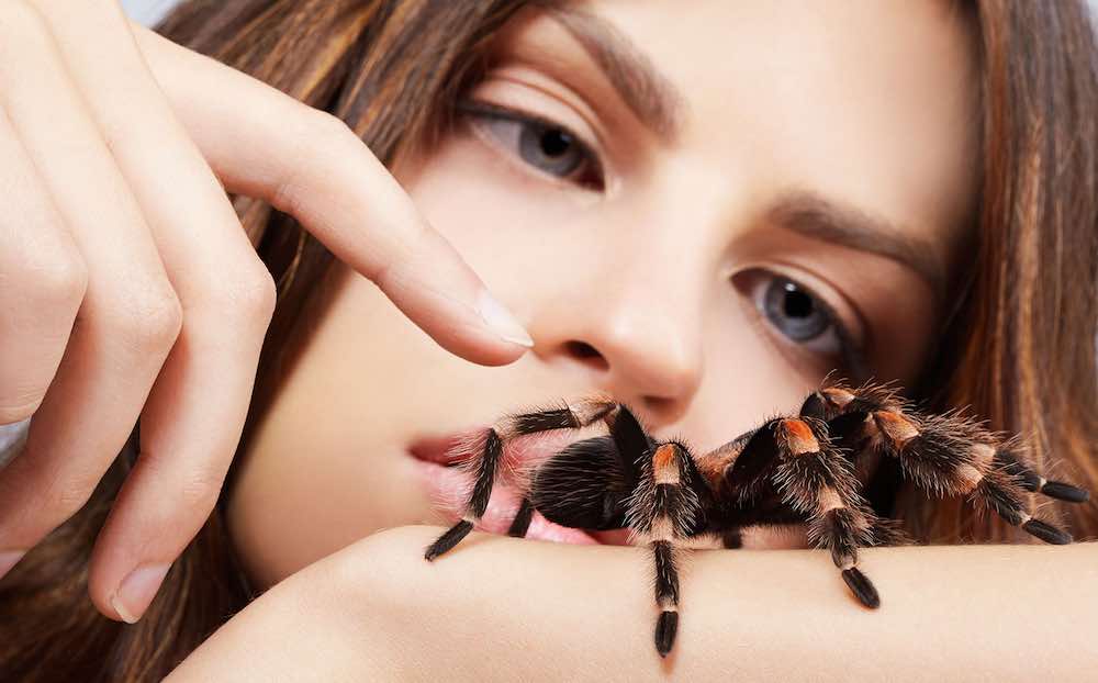 טיפים וטריקים לגידול טרנטולות