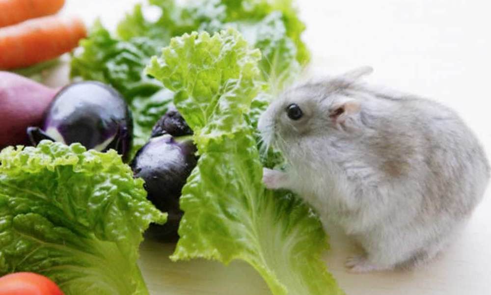 ירקות לאוגר