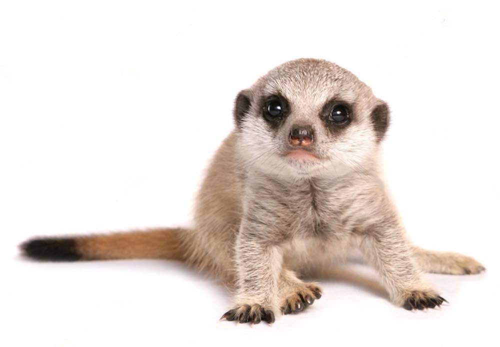 שמירה על סוריקטה בבית