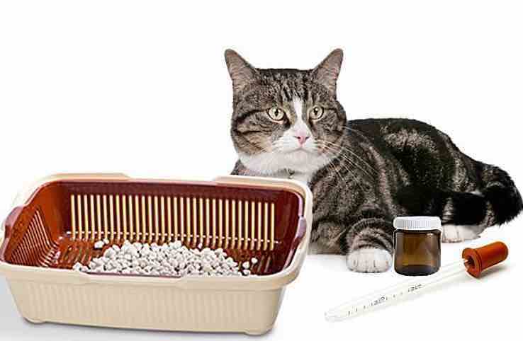 איך לאסוף שתן מחתול