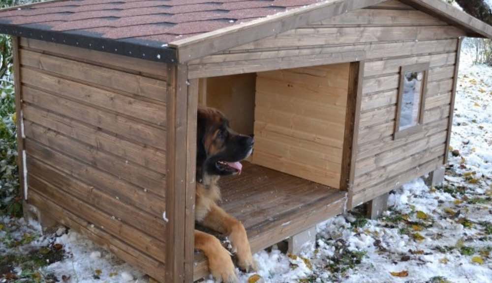 איך לבודד בית כלבים לחורף