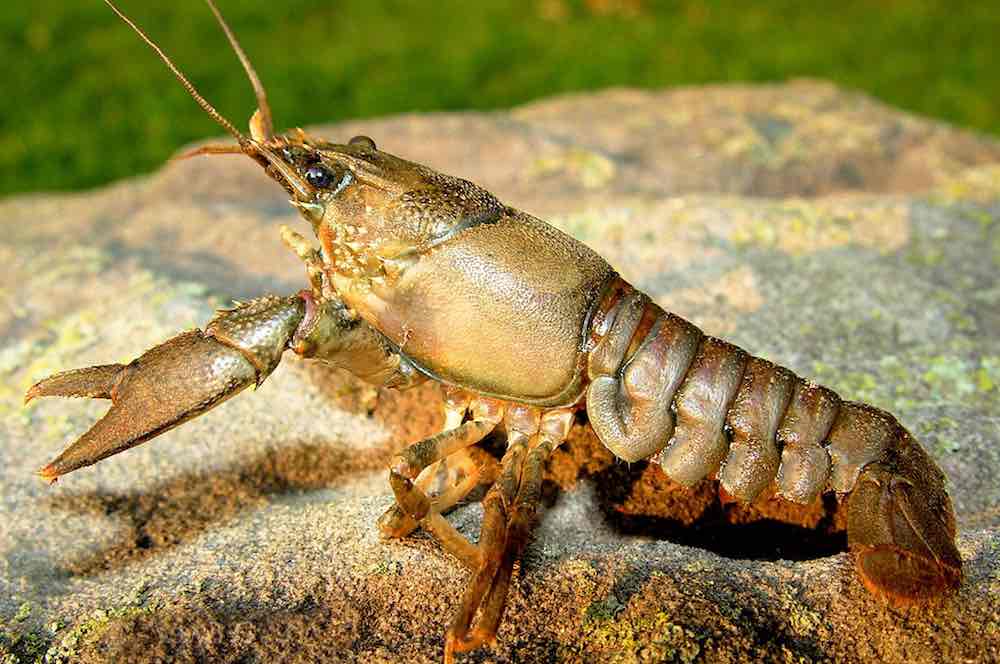שמירה על סרטן בבית