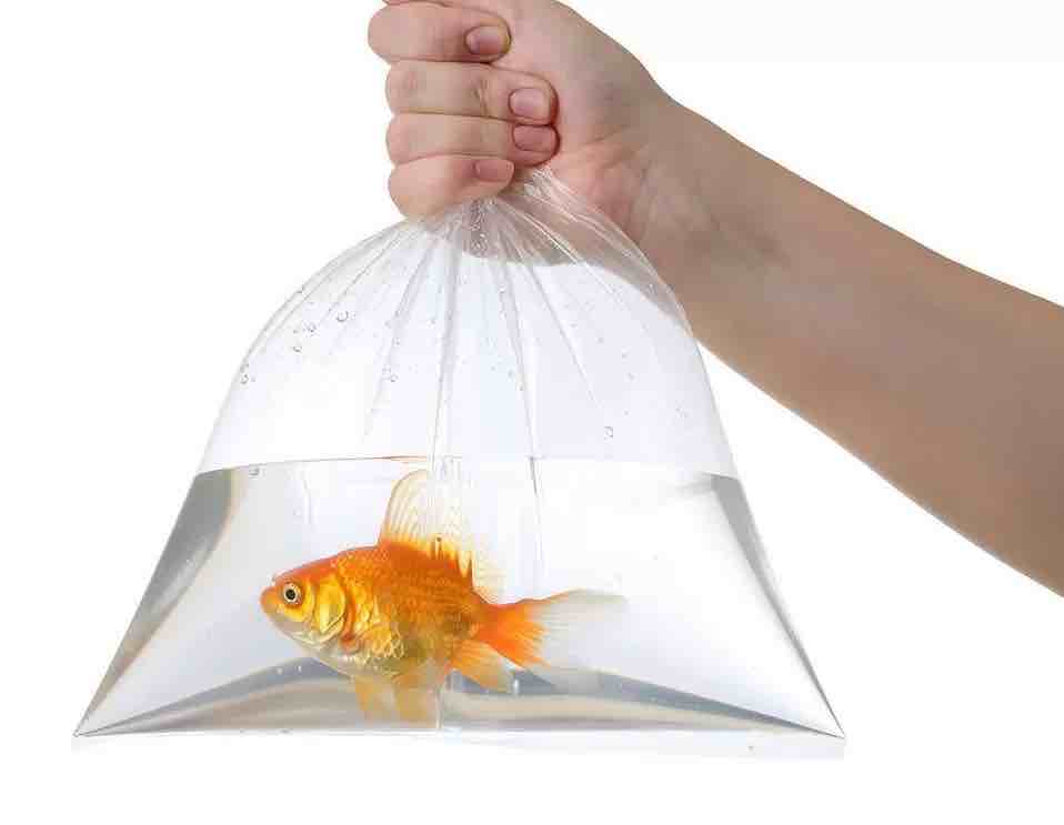 כיצד להעביר דגי אקווריום - כללים וטיפים