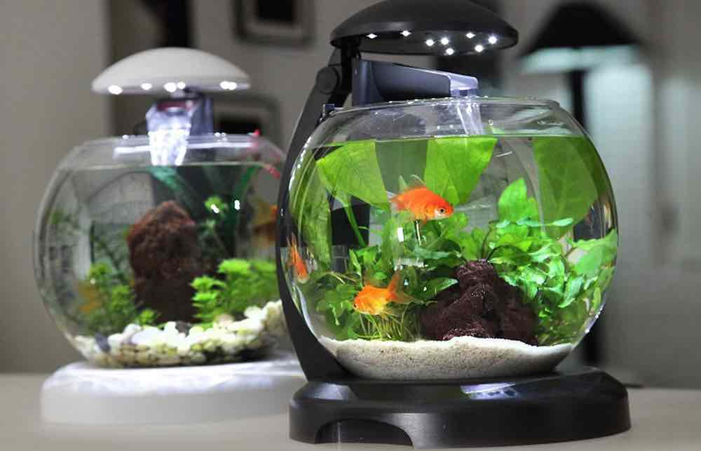 כיצד להעביר אקווריום עם דגים: כללים כלליים