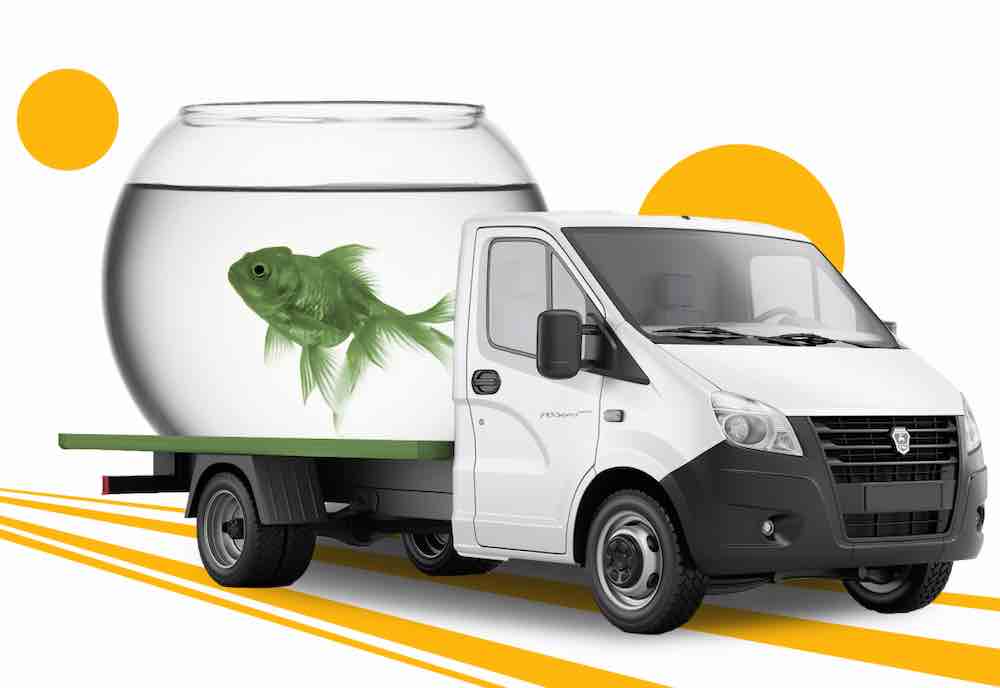 איך להעביר דגים למרחקים ארוכים במכונית