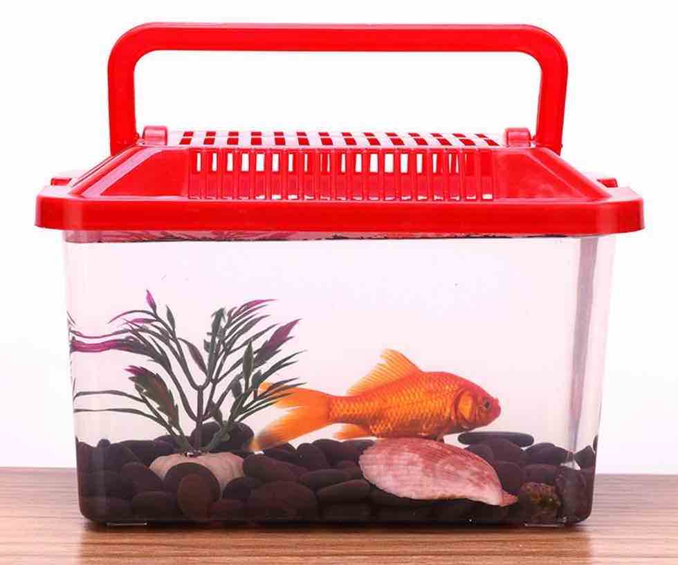 טיפים וטריקים להובלת דגי אקווריום