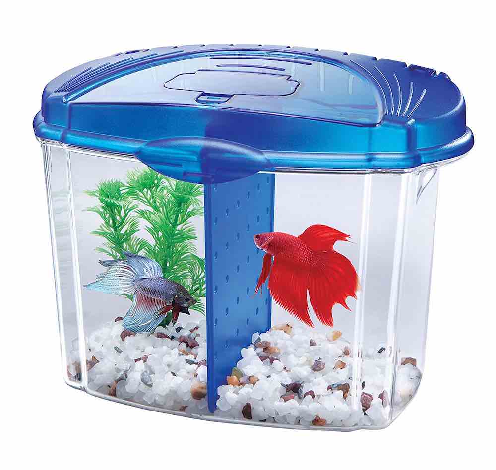 הובלת דגי אקווריום בחורף