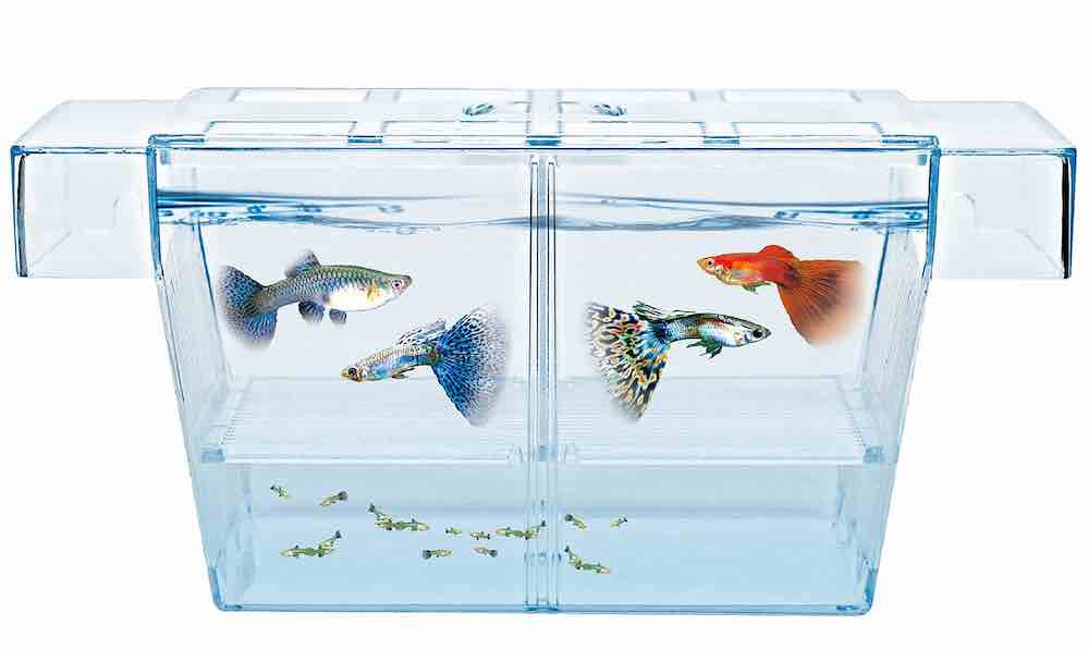 טיפים וטריקים להובלת דגי אקווריום